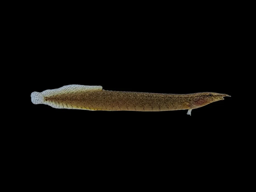 Frecklefin spiny eel (Macrognathus maculatus)