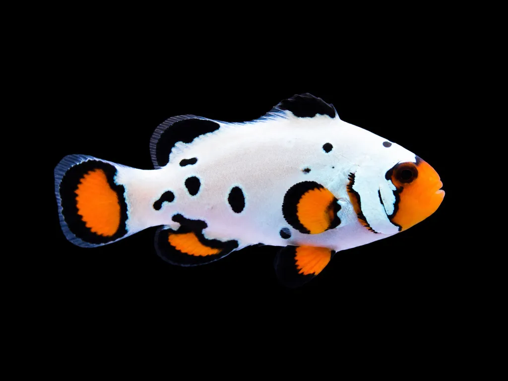 Frostbite clownfish (Amphiprion ocellaris)
