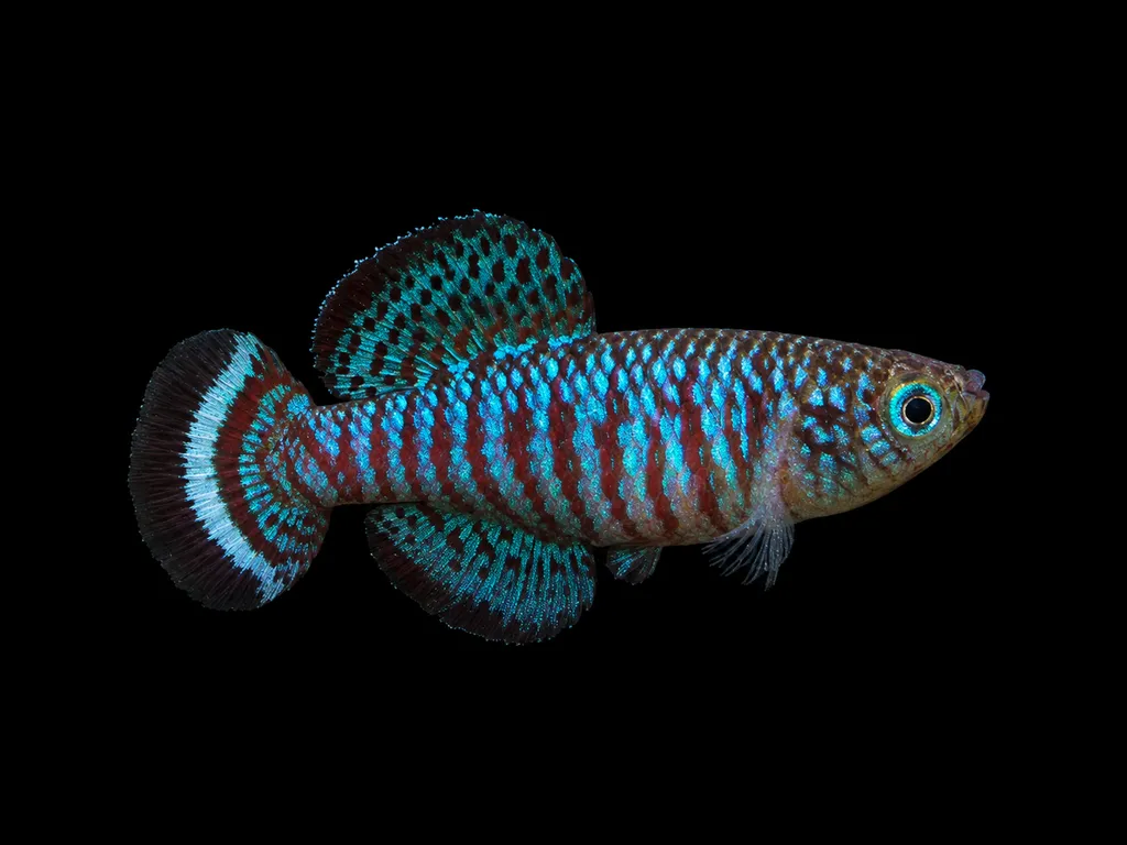 Fuscotaeniatus nothobranch (Nothobranchius fuscotaeniatus)