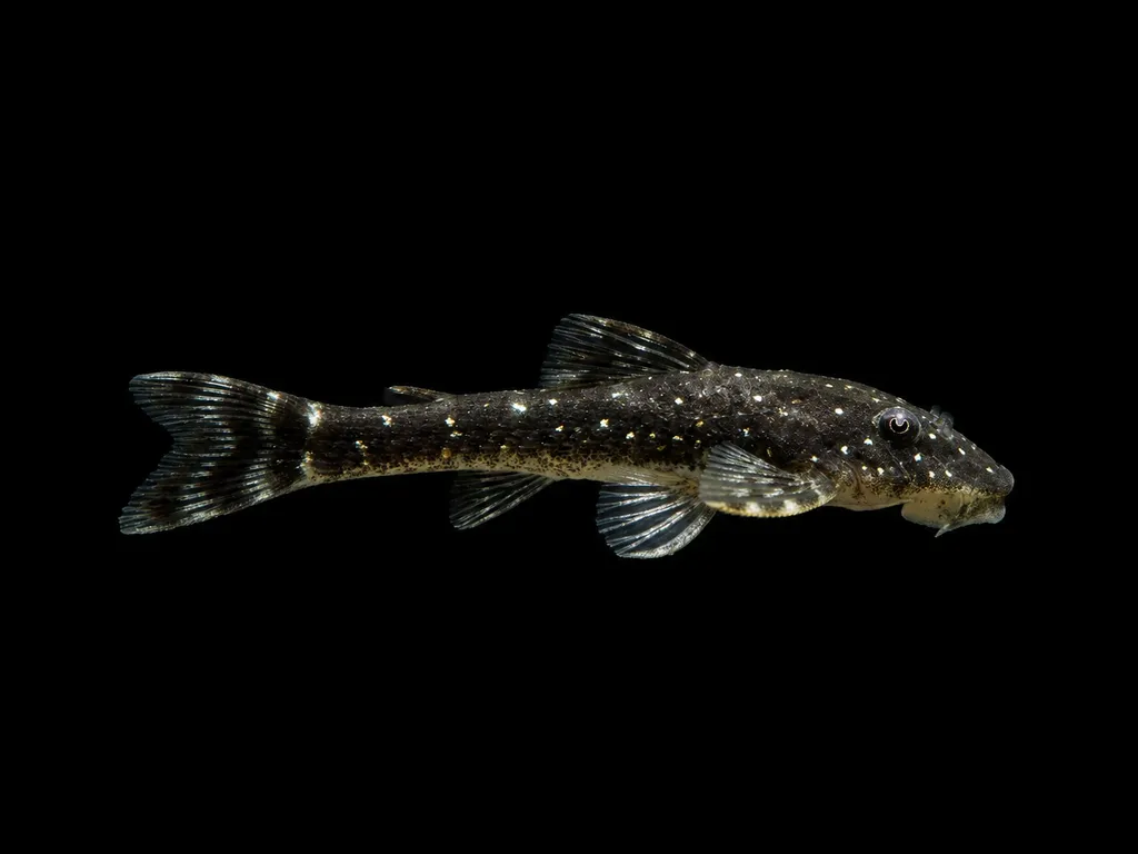 Galaxy otocinclus (Parotocinclus haroldoi)