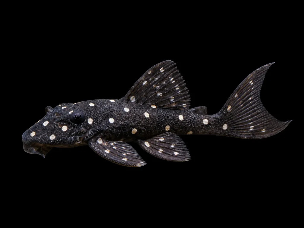 Galaxy panaqolus (Panaqolus albomaculatus)