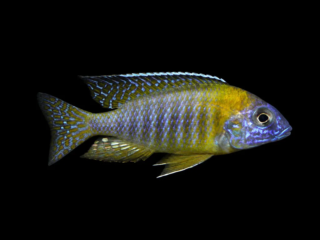Gertrude's peacock (Aulonocara gertrudae)
