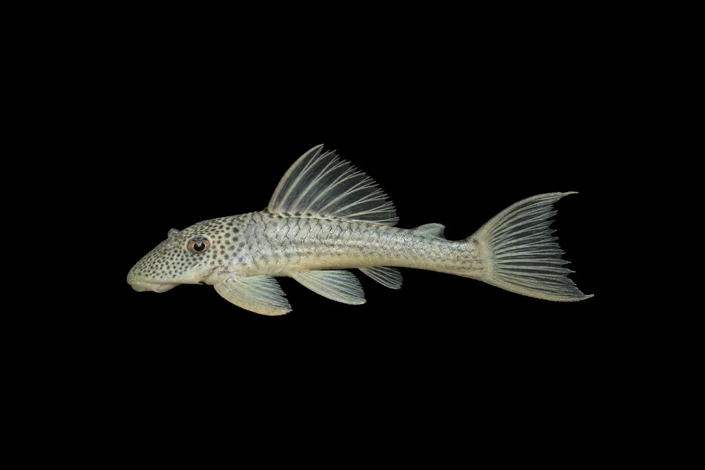 Ghost pleco (Ancistomus snethlageae)