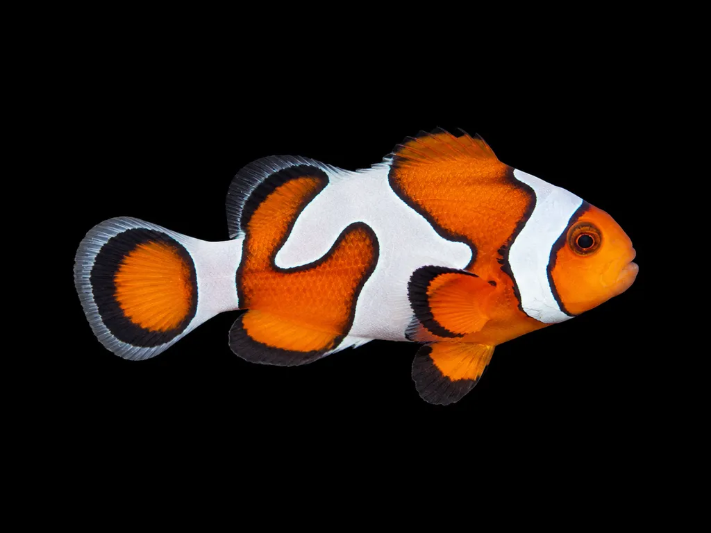 Gladiator clownfish (Amphiprion ocellaris)