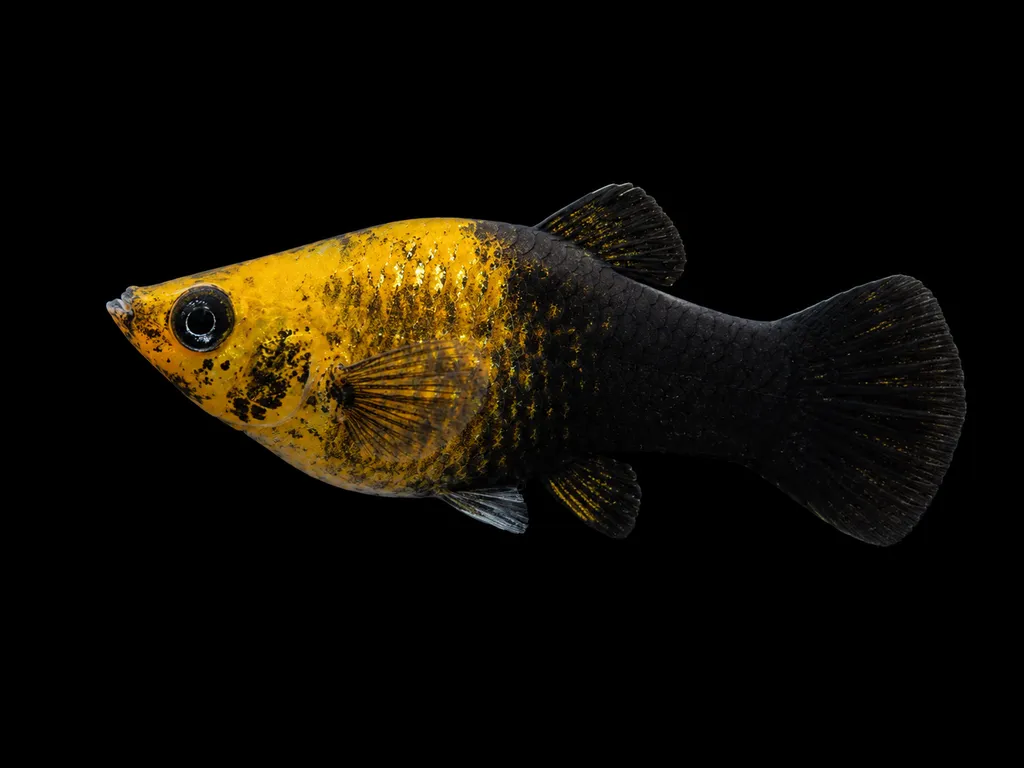 Gold dust molly (Poecilia sphenops)
