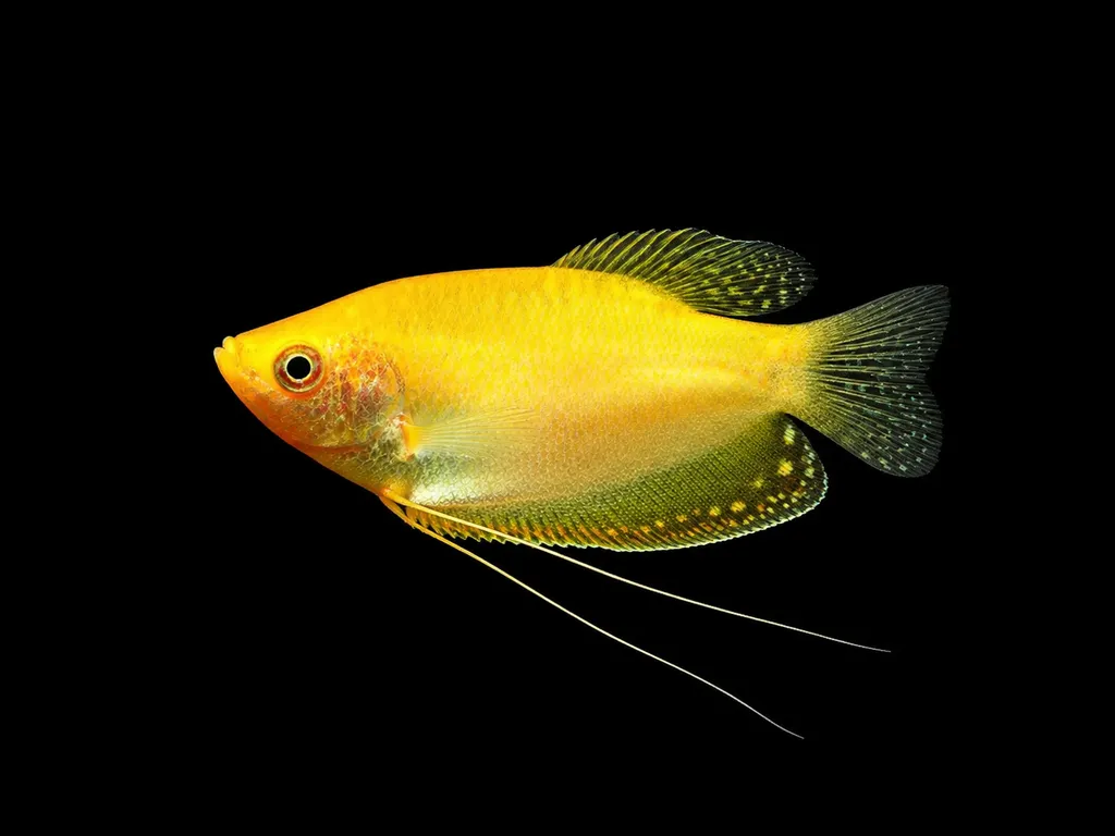 Gold gourami (Trichopodus trichopterus)