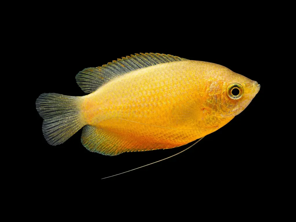Gold honey gourami (Trichogaster chuna)