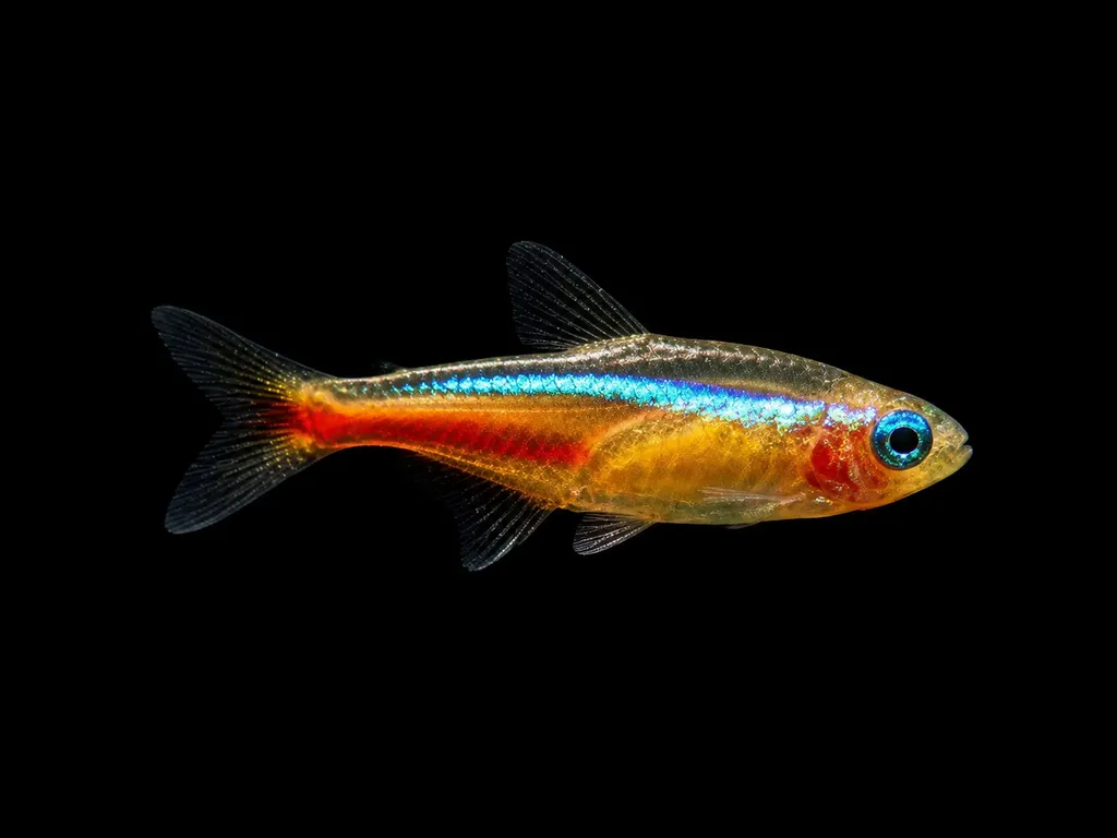 Gold neon tetra (Paracheirodon innesi)