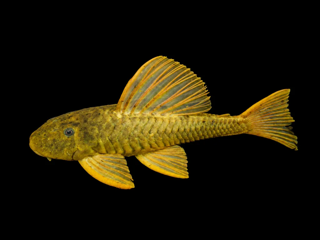 Golden hypostomus (Hypostomus luteus)