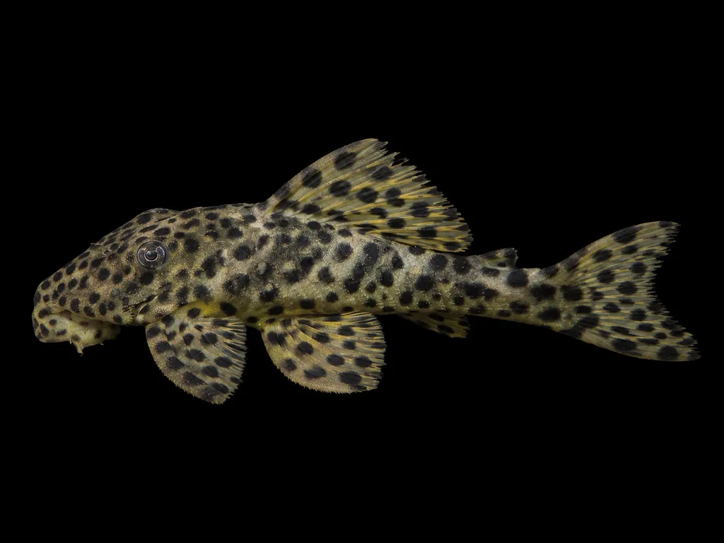 Golden vampire pleco (Leporacanthicus heterodon)
