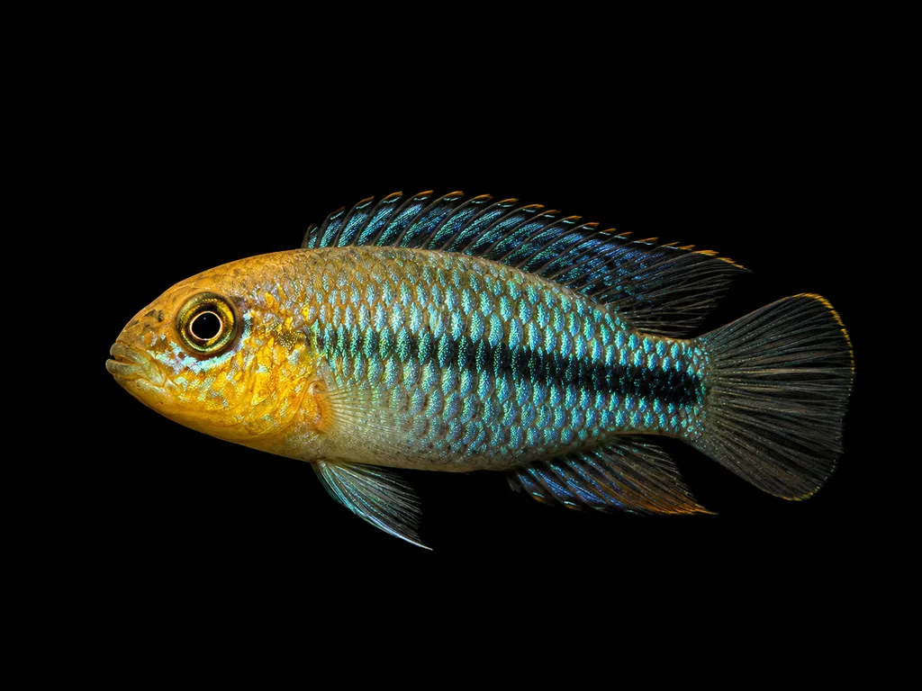 Goldhead nannacara (Nannacara aureocephalus)