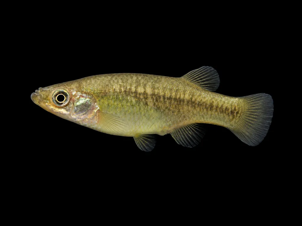 Blackfin goodea (Goodea atripinnis)