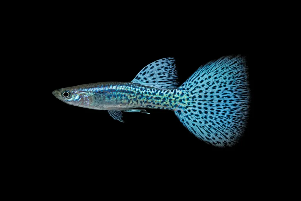 Grass guppy (Poecilia reticulata)