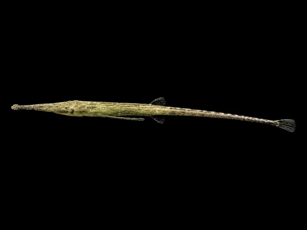 Green farlowella (Acestridium dichromum)