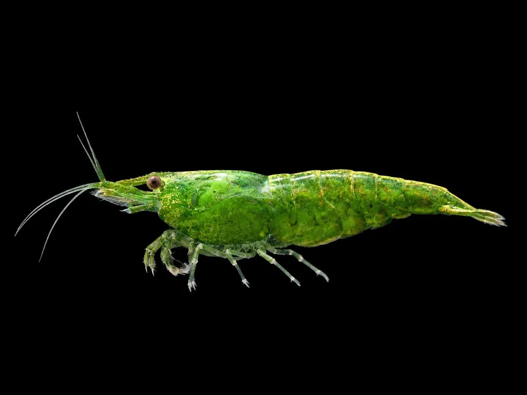 Green jade shrimp (Neocaridina davidi)