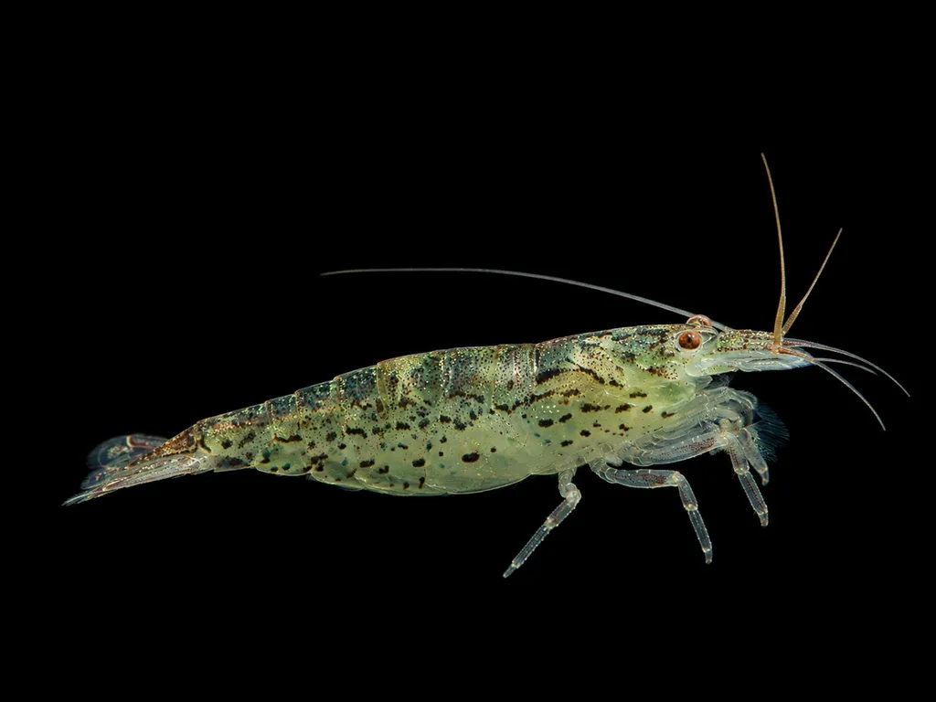 Green lace shrimp (Atyoida pilipes)