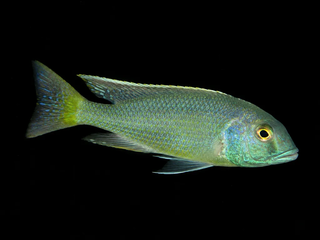 Green slender-tail hap (Buccochromis lepturus)