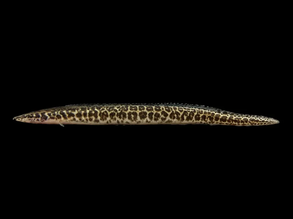 Greshoff's spiny eel (Mastacembelus greshoffi)