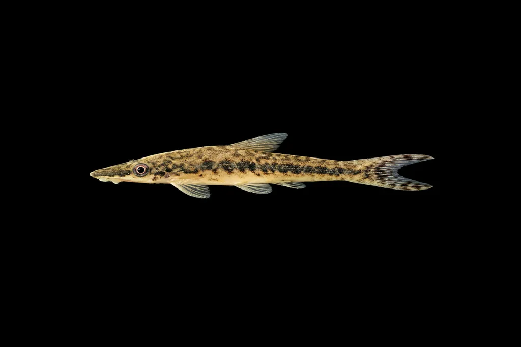 Guianense otocinclus (Hypoptopoma guianense)
