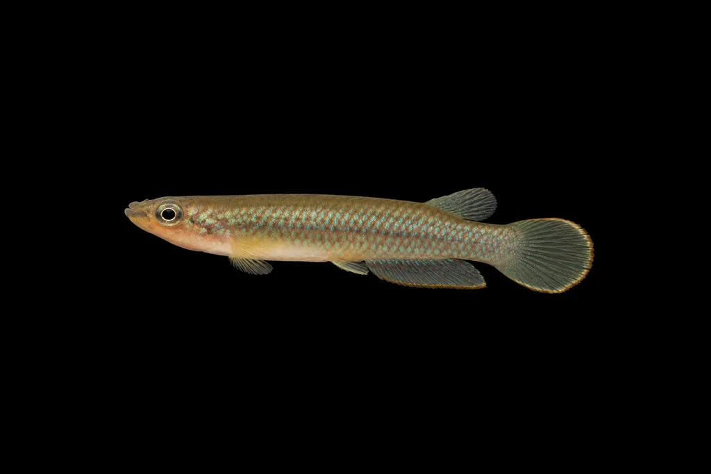 Guinean panchax (Epiplatys guineensis)