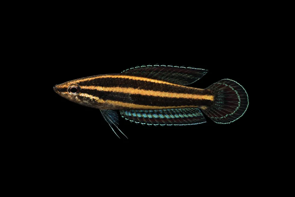 Gunawan's licorice gourami (Parosphromenus gunawani)