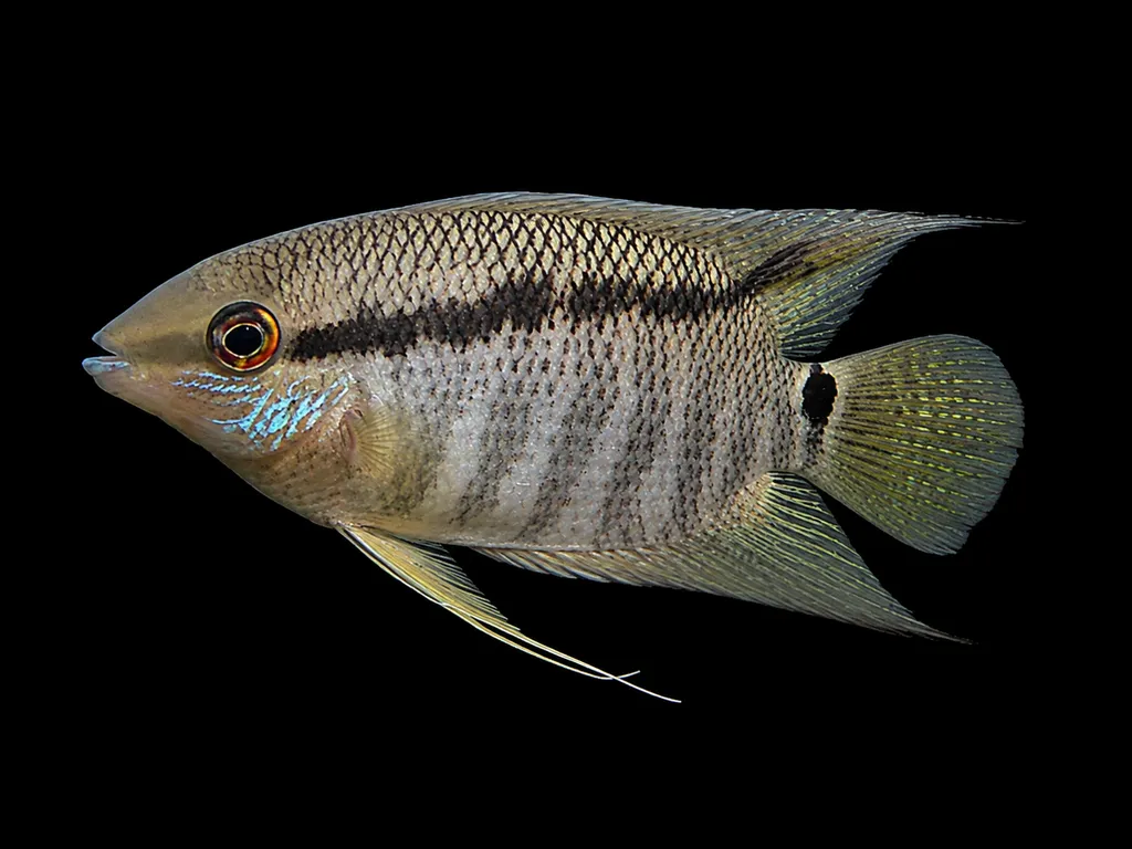 Guyana festivum (Mesonauta guyanae)