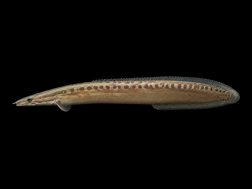Half-ocellated spiny eel (Macrognathus semiocellatus)