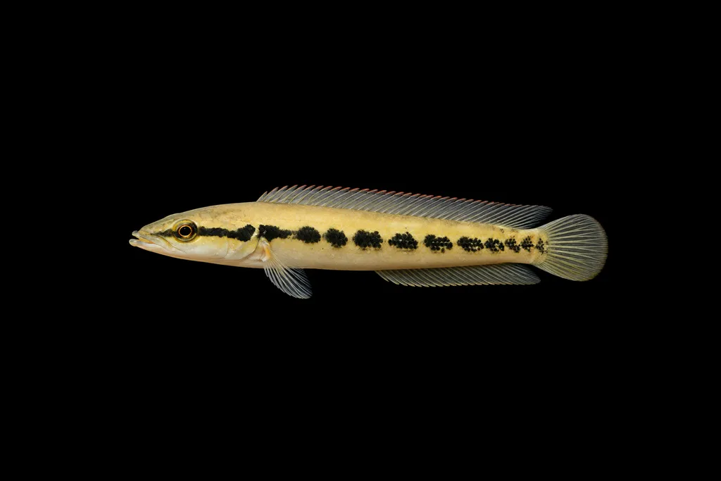 Halfbanded pike cichlid (Crenicichla geayi)