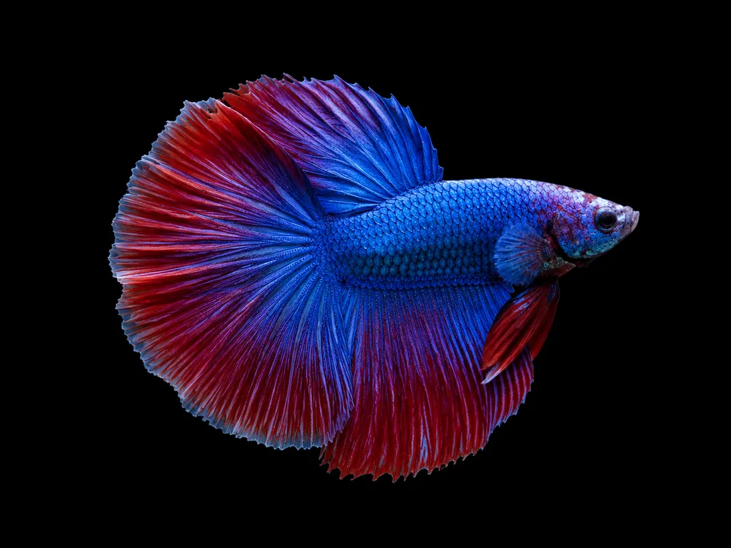 Halfmoon betta (Betta splendens)