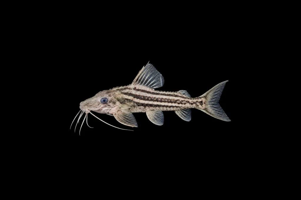 Hancock's talking catfish (Platydoras hancockii)