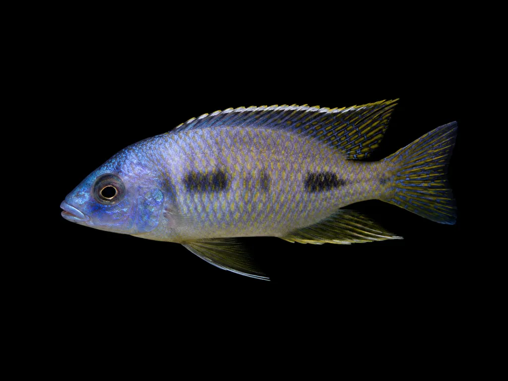 Heterodon hap (Otopharynx heterodon)