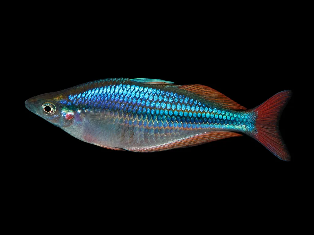 Highlands rainbowfish (Chilatherina campsi)