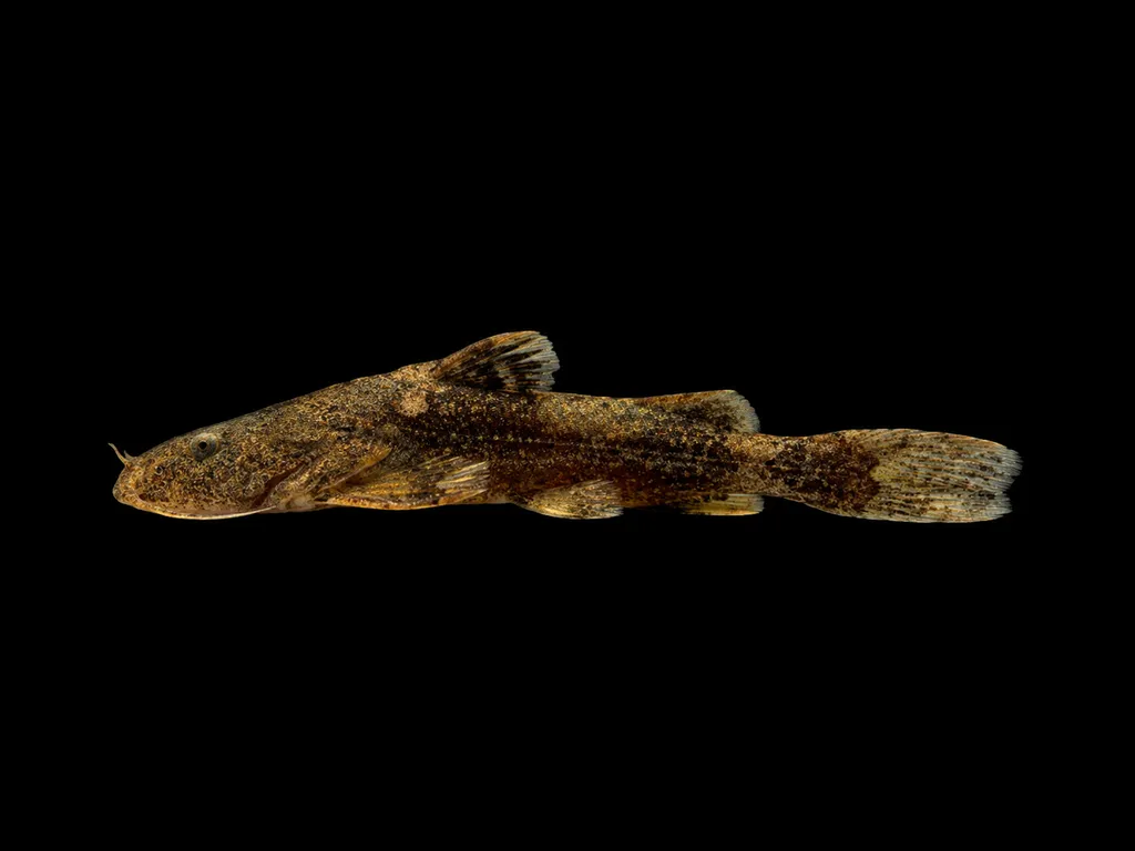 Hillstream torrent catfish (Glyptothorax lampris)