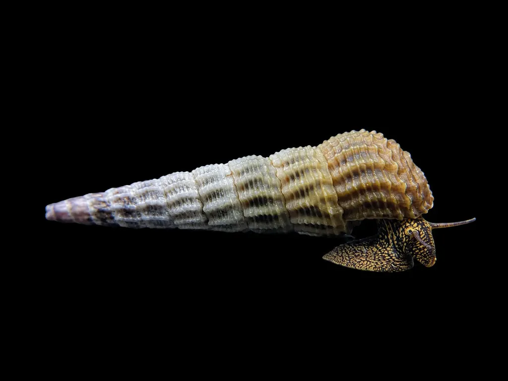 Himalayan rabbit snail (Tylomelania marwotoae)