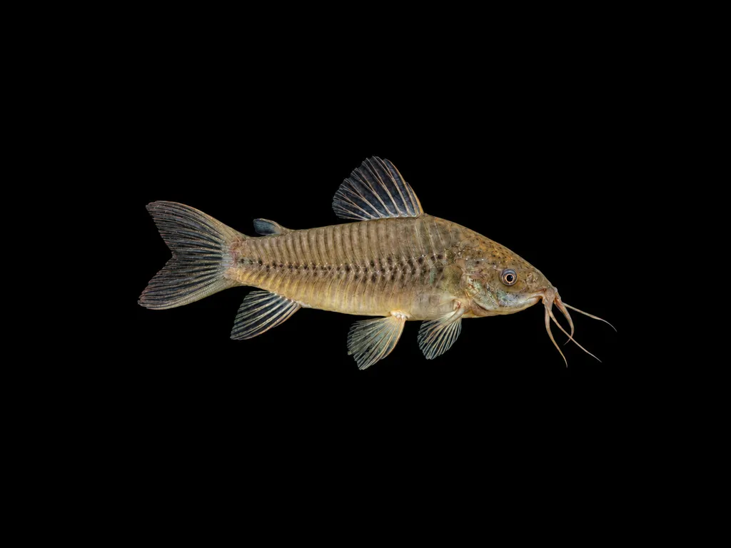 Hoplo catfish (Hoplosternum littorale)