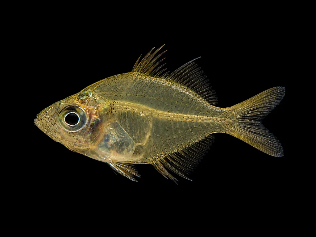Indian amber glassfish (Parambassis lala)