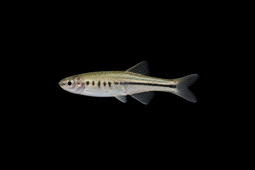 Interrupted danio (Devario interruptus)