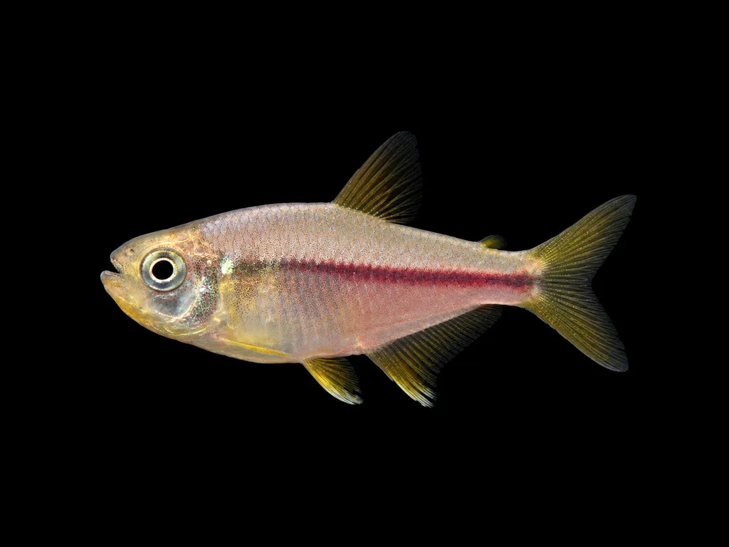 Itaparica tetra (Hyphessobrycon itaparicensis)