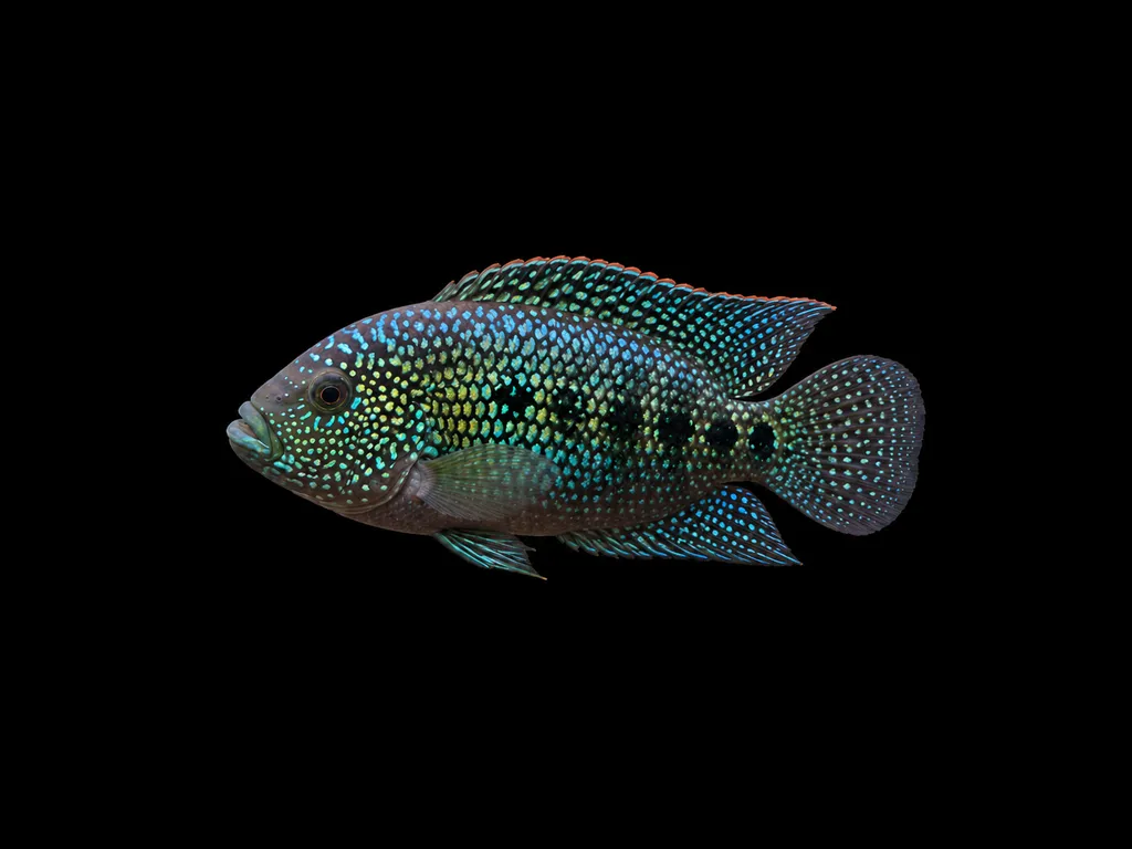 Jack Dempsey (Rocio octofasciata)