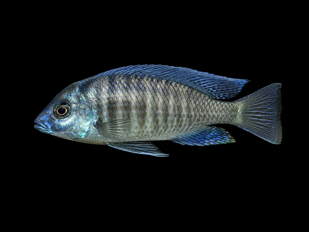 Jackson's utaka (Copadichromis jacksoni)