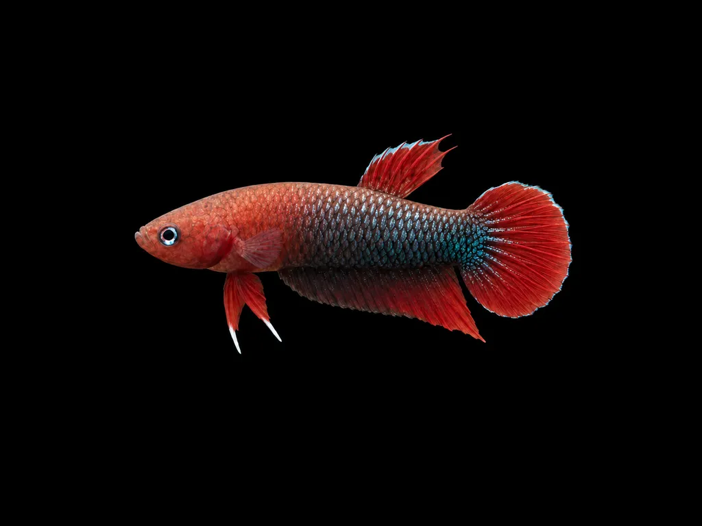 Jade betta (Betta iaspis)
