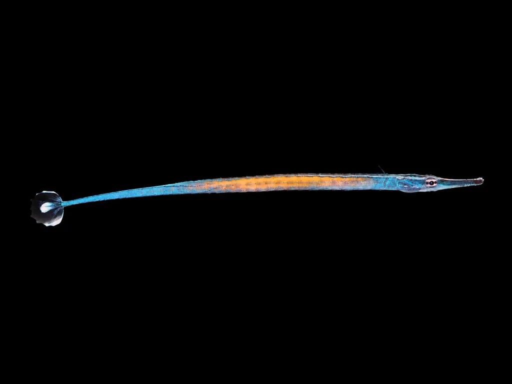Janss' pipefish (Doryrhamphus janssi)