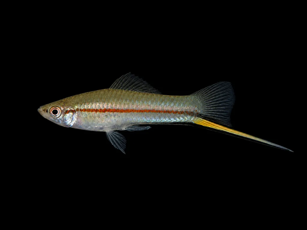 Kallman's swordtail (Xiphophorus kallmani)
