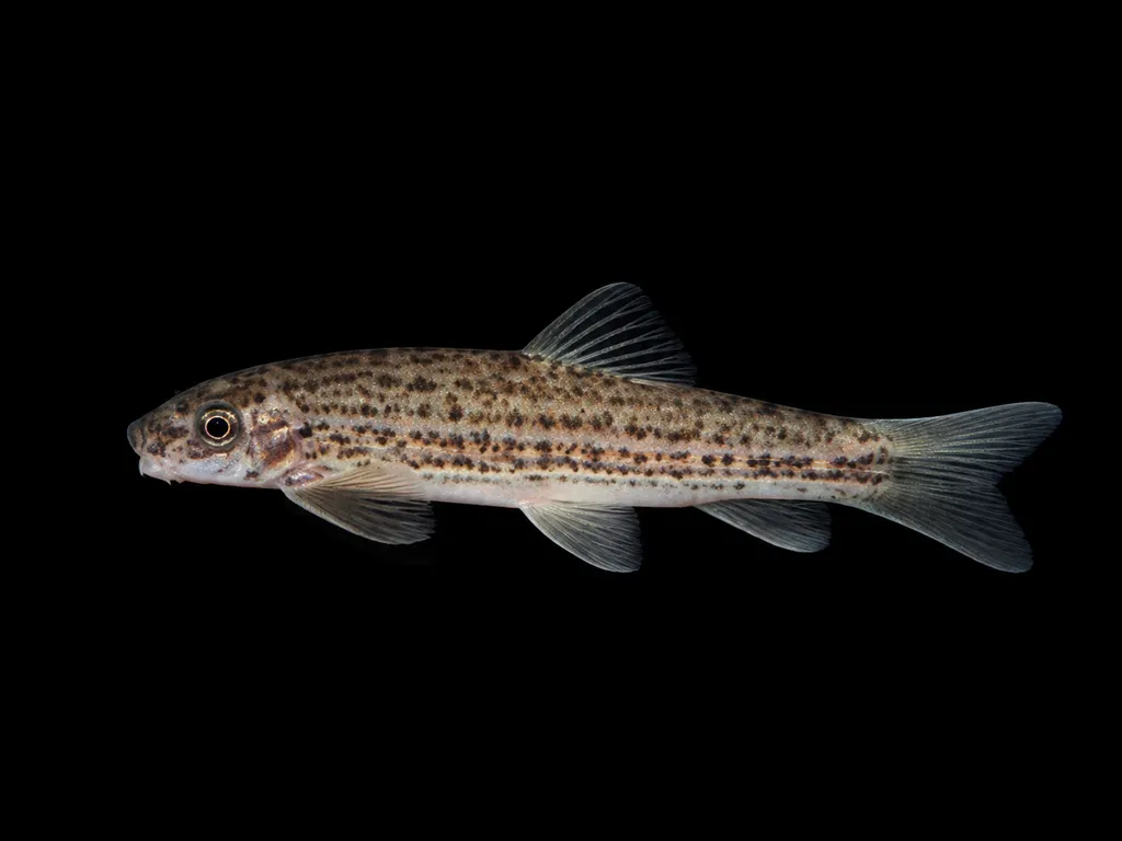 Kerala garra (Garra surendranathanii)