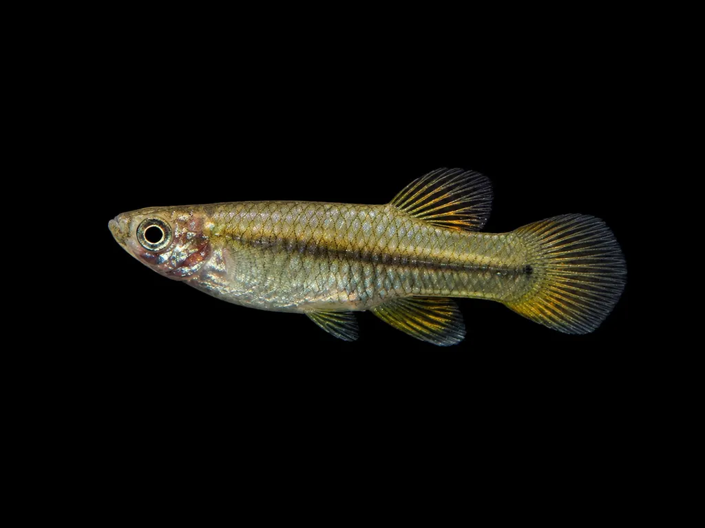 Kidder's livebearer (Carlhubbsia kidderi)