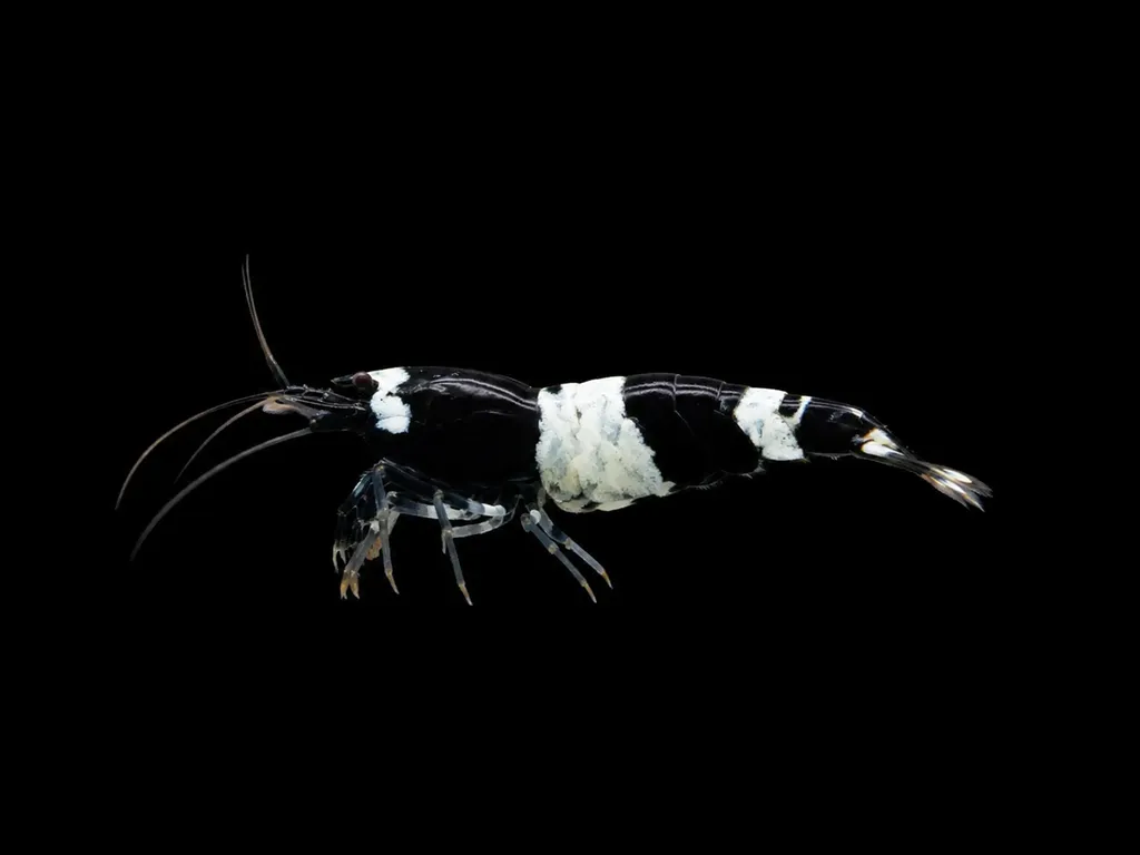 King Kong shrimp (Caridina logemanni)