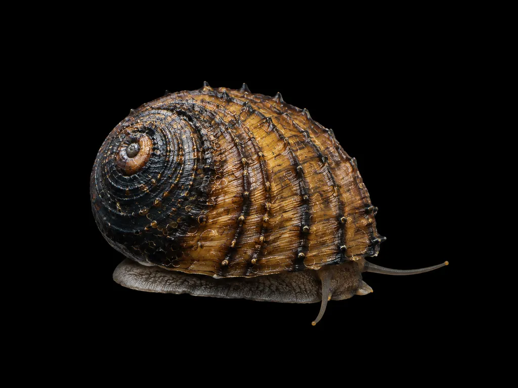 King Koopa nerite (Neritina juttingae)