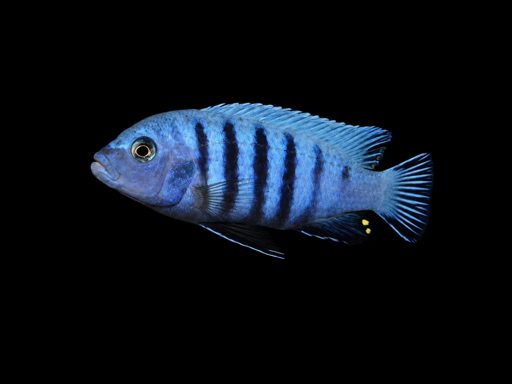 Kingsizei zebra (Maylandia pulpican)