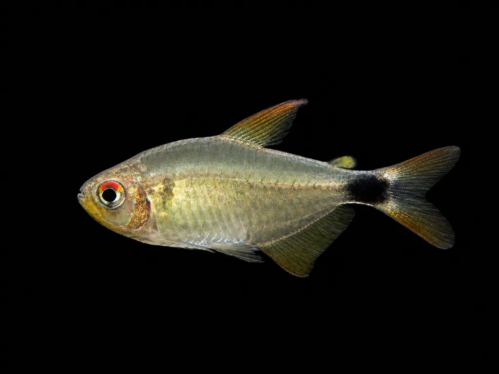 Kitty tetra (Hyphessobrycon heliacus)