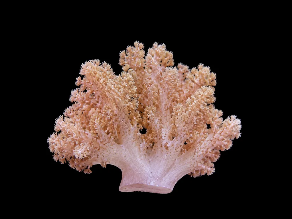 Cauliflower colt coral (Klyxum simplex)